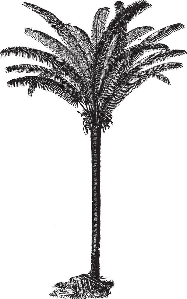 ilustración vintage de palma de coquila. vector