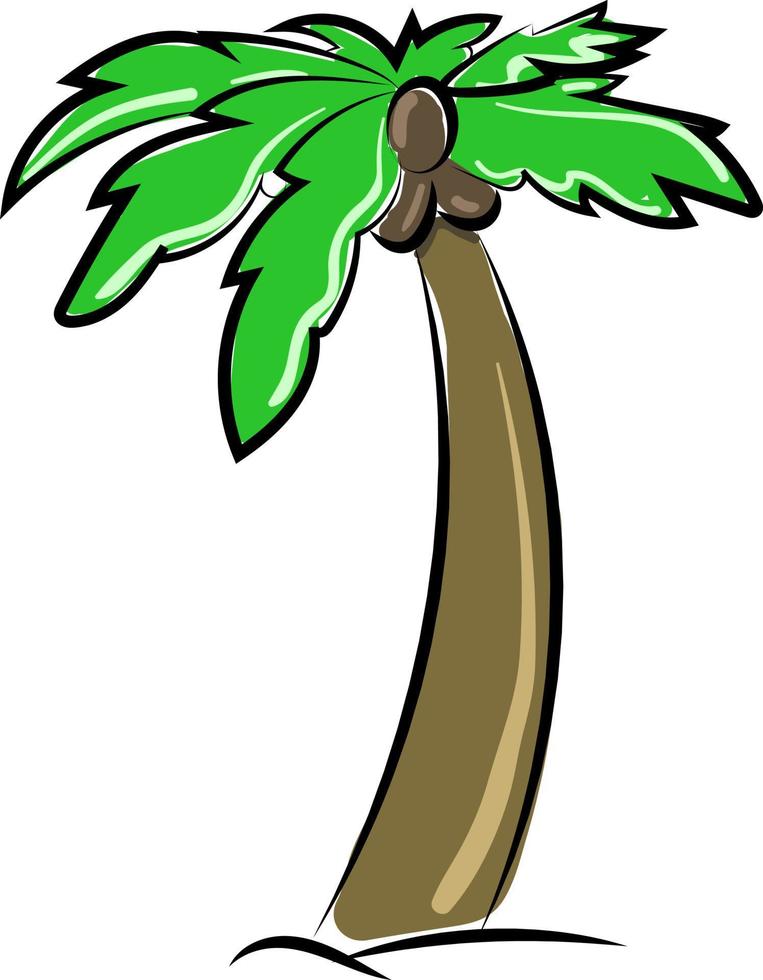 palmera, ilustración, vector sobre fondo blanco.