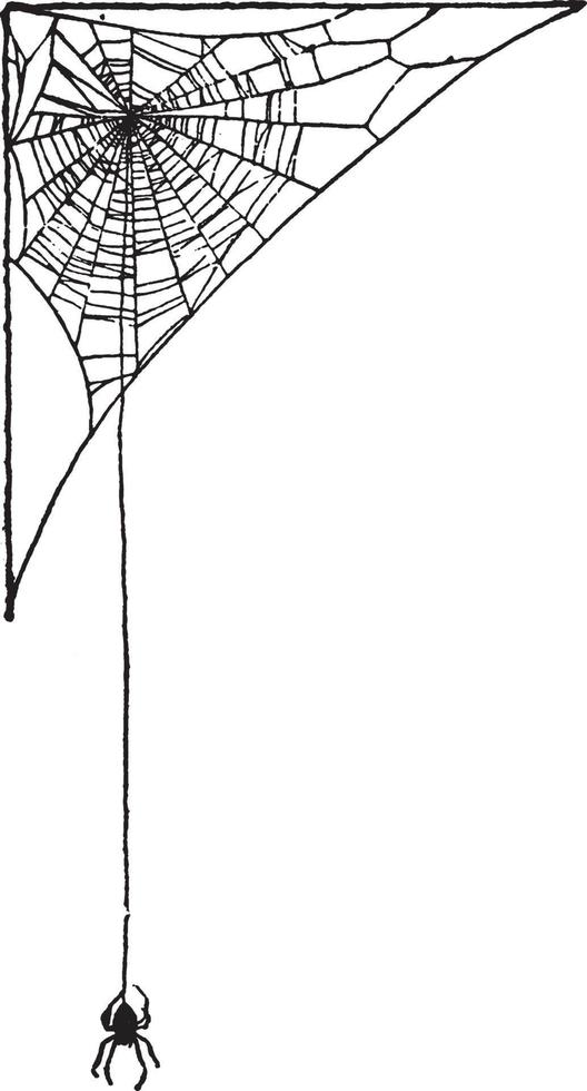 Spider Web, vintage illustration. vector