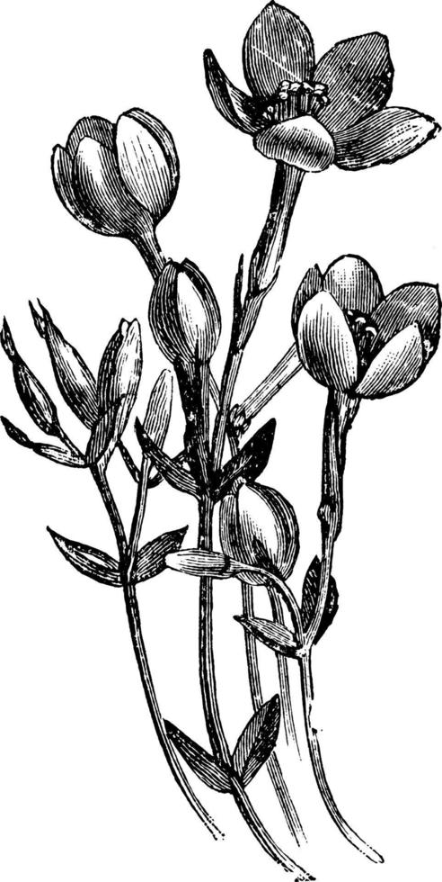 flores de erythraea diffusa ilustración vintage. vector