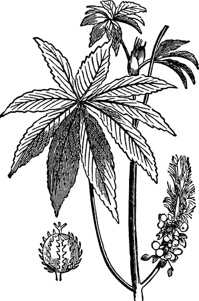 Castor-oil plant vintage illustration. vector