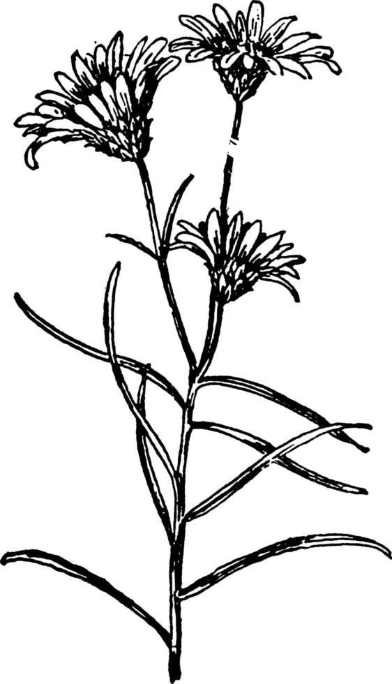 Curved-Leaved Golden Aster vintage illustration. vector