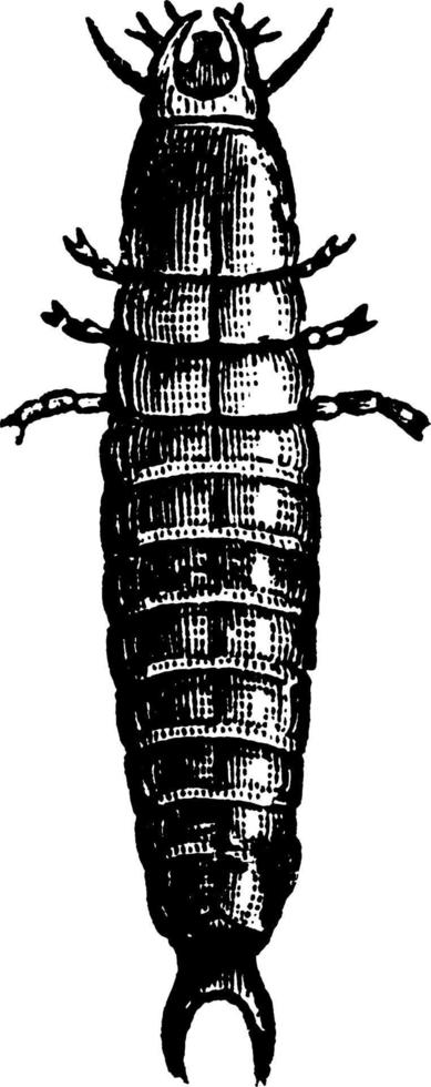 Fiery Hunter Beetle, vintage illustration. vector
