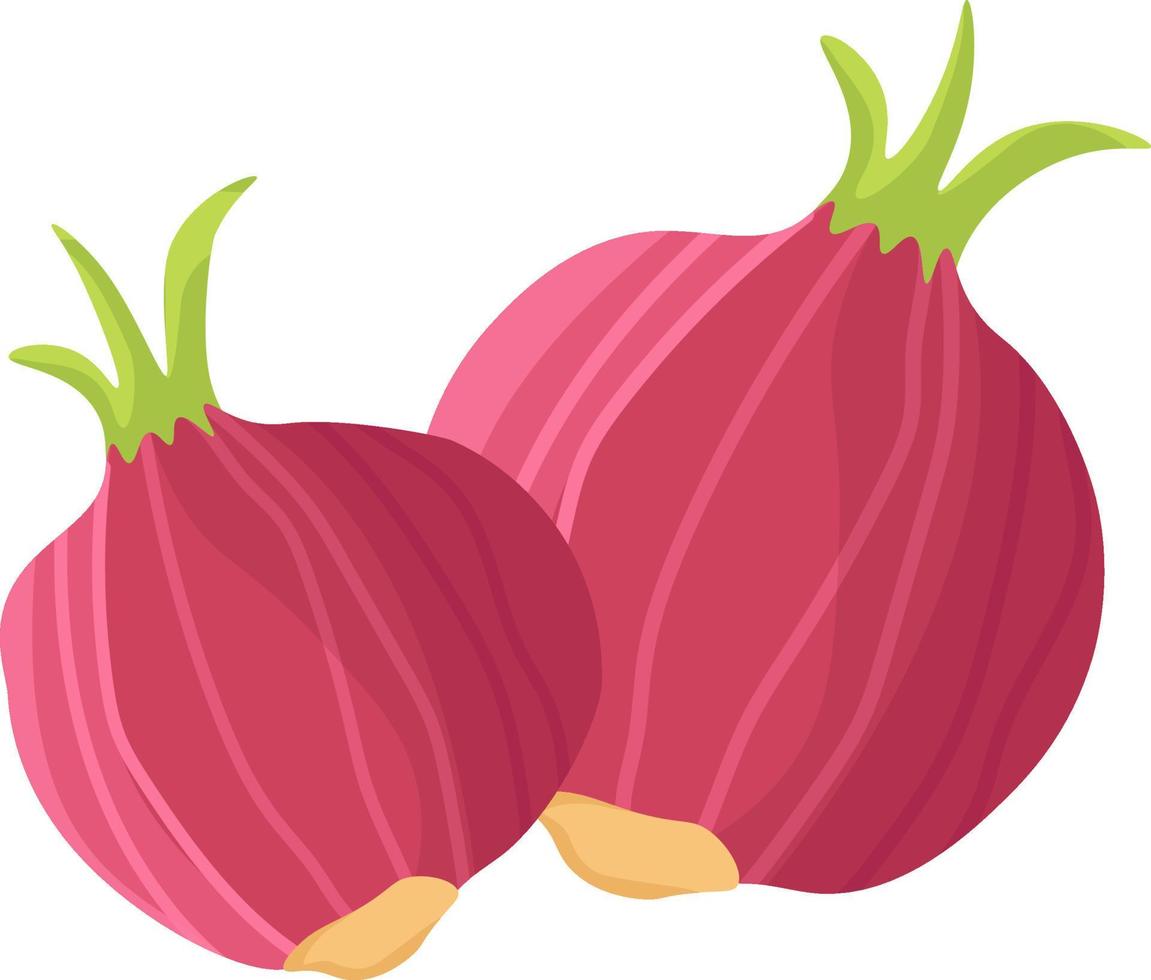 Red onions, illustration, vector on white background