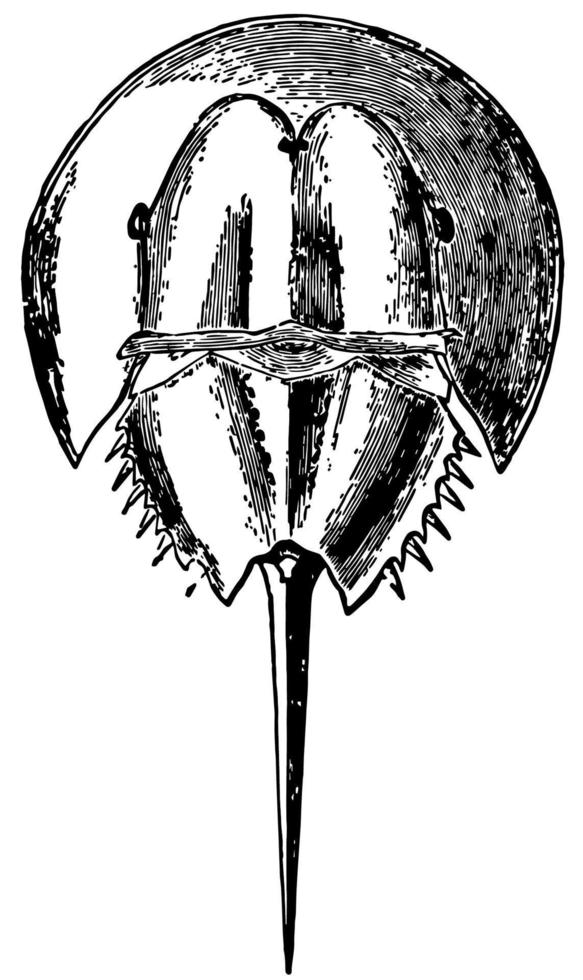Horseshoe Crab Adult vintage illustration vector