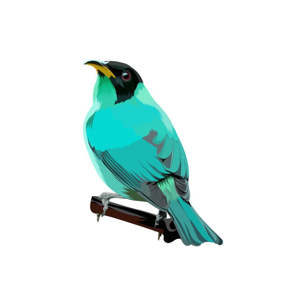 Green honeycreeper bird vector illustration