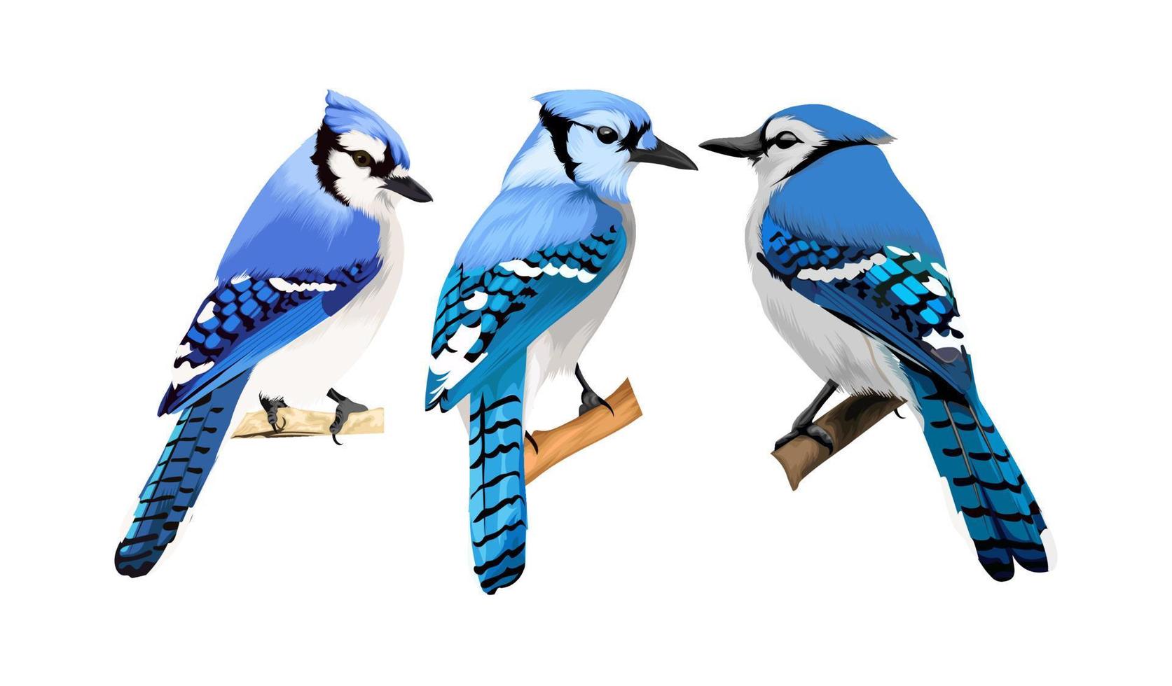 Bluejay bird vector