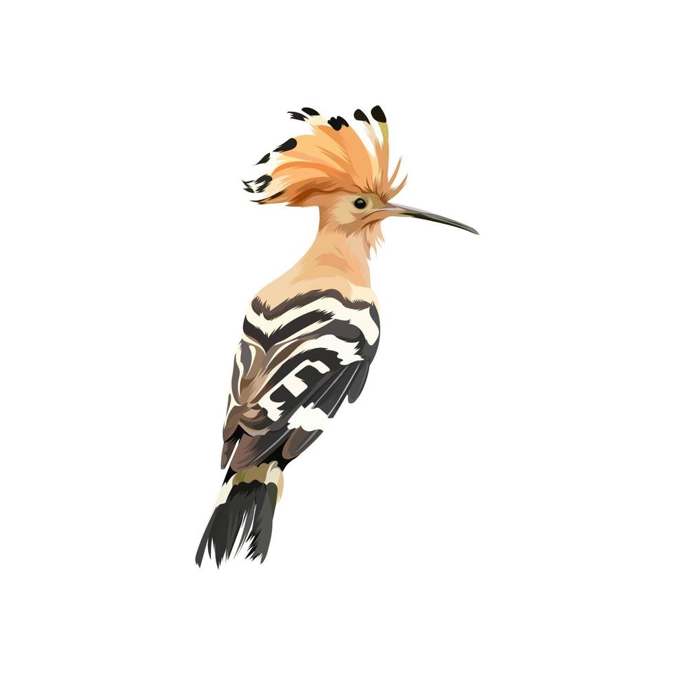 Hoopoe Eurasia bird vector illustration