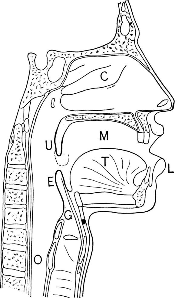 Nasal and throat passageways, vintage illustration. vector