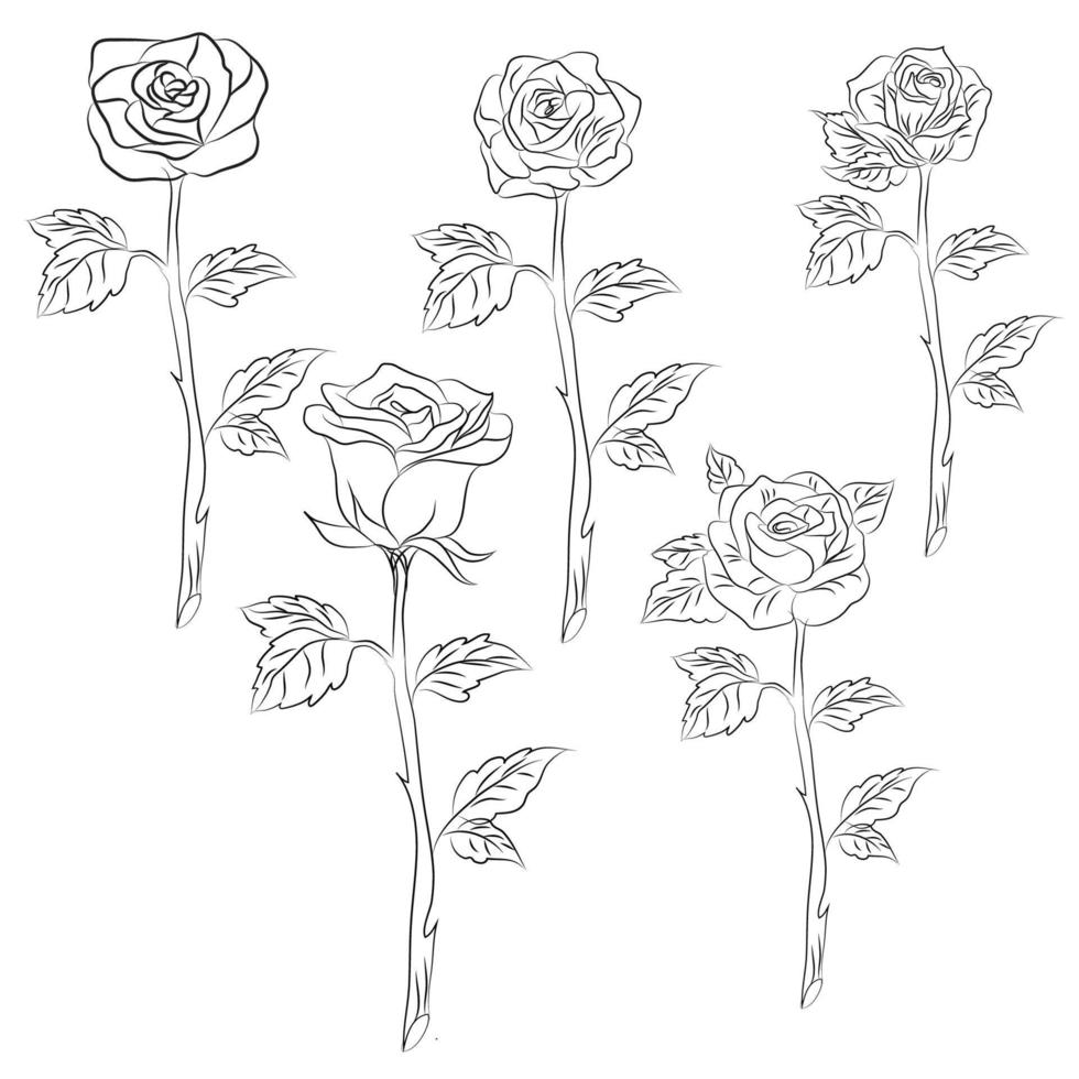 Hand drawn Rose line drawing Images illustration collection vector