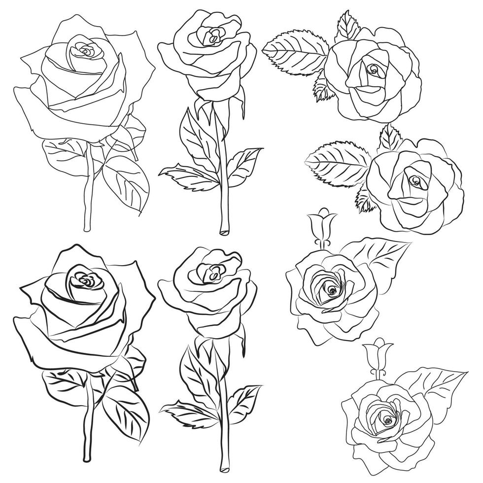 Hand drawn Rose line drawing Images illustration collection vector