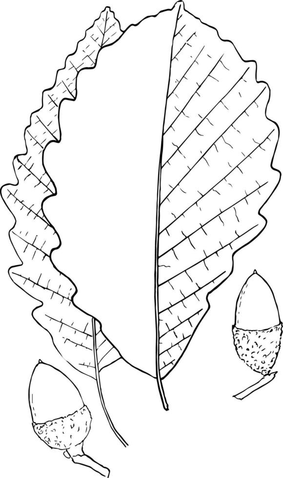 Genus Quercus, L. Oak vintage illustration. vector