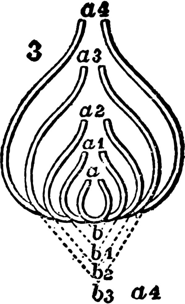 Successively Formed Chambers, vintage illustration. vector