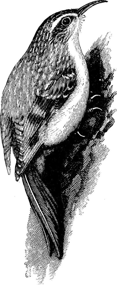 Tree Creeper, vintage illustration. vector