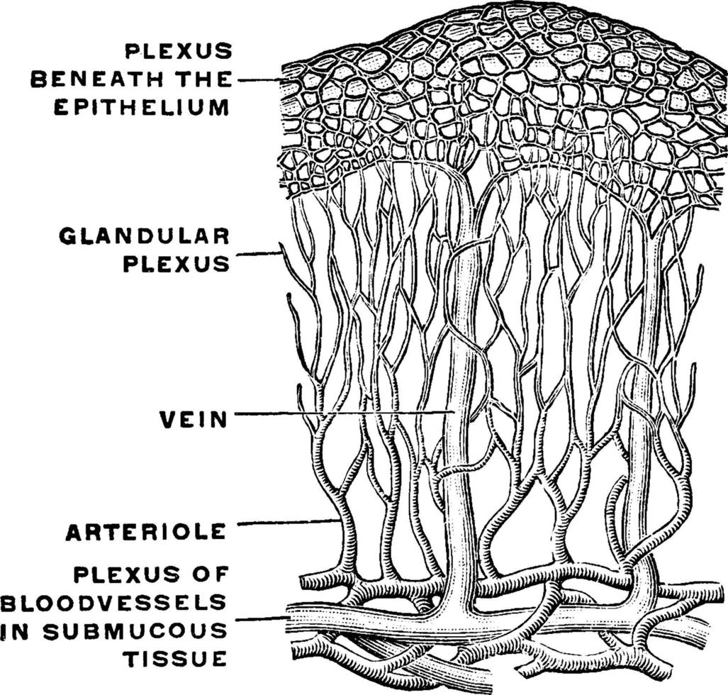 membrana mucosa, ilustración vintage. vector