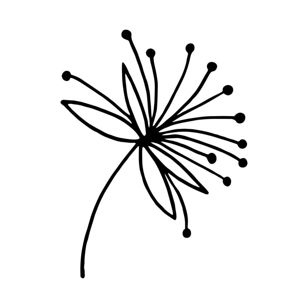 Cute hand-drawn dandelion flower in doodle style. Dandelion on a white background. Vector illustration