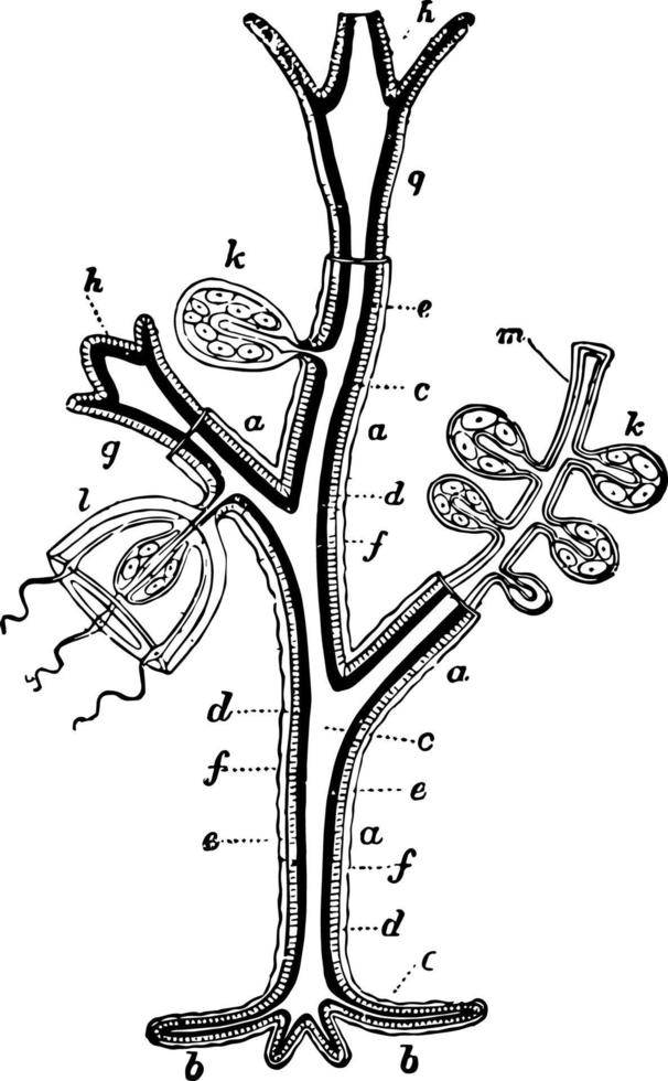 hidroide, ilustración vintage. vector