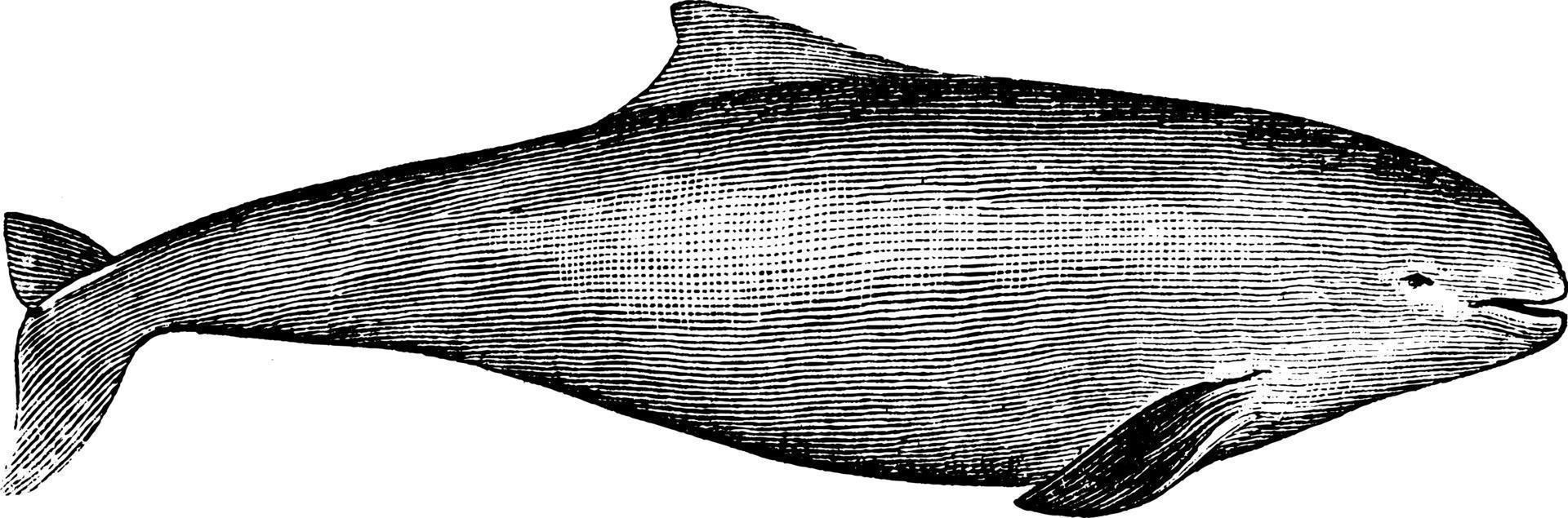 Porpoise, vintage illustration. vector