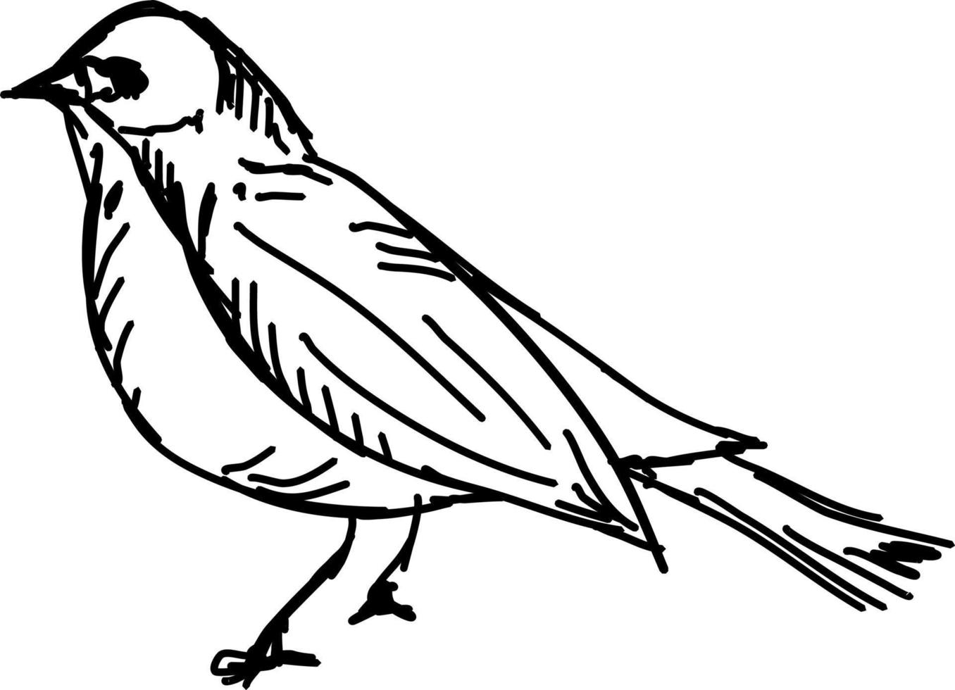 Bird, illustration, vector on white background.