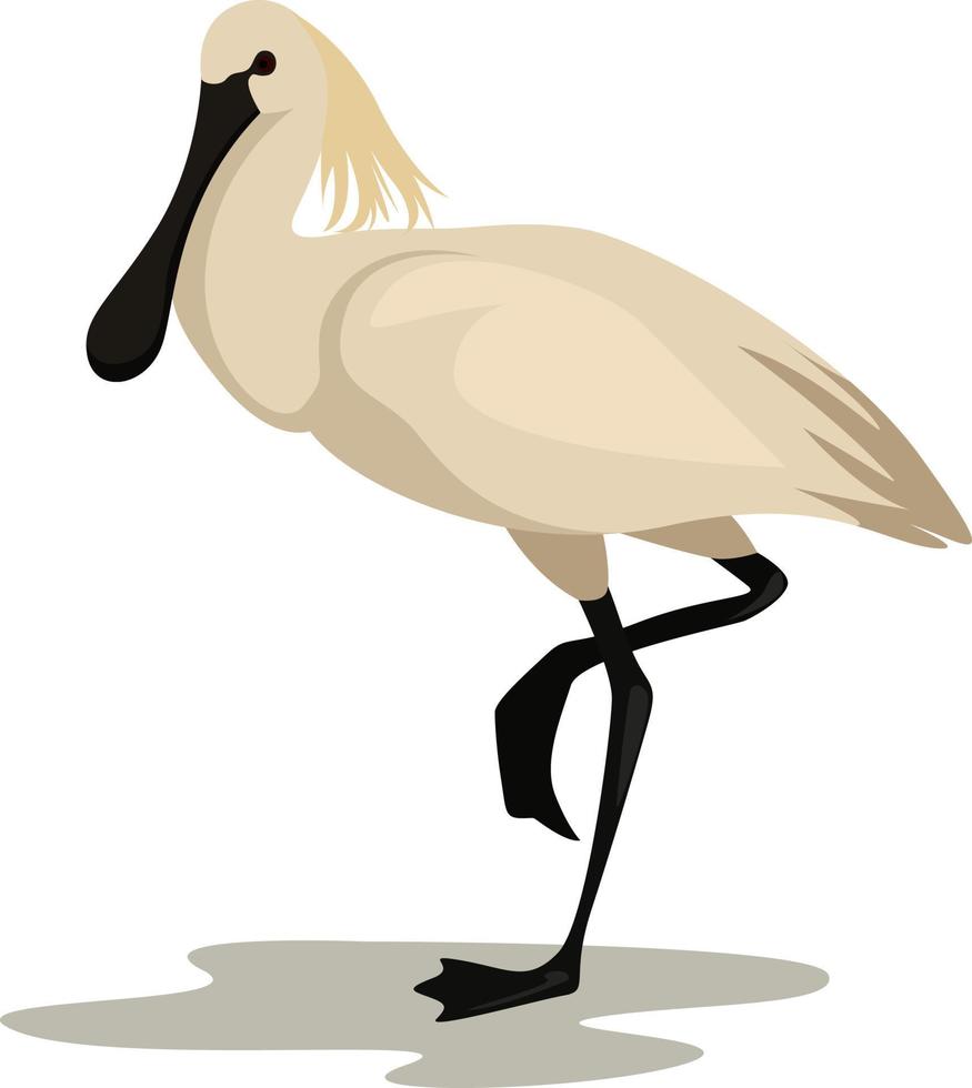 White spoonbill, illustration, vector on white background.