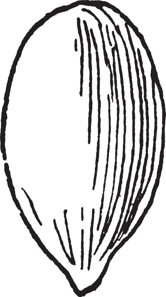 Great Bulrush vintage illustration. vector