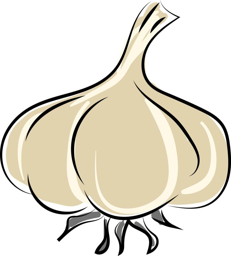 Garlic, illustration, vector on white background.