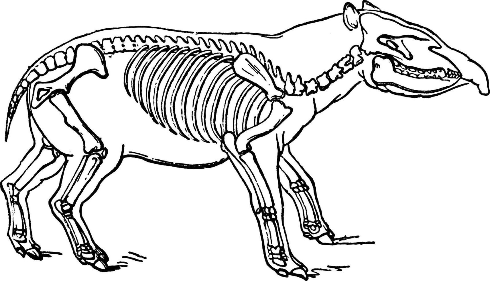Palaeotherium, vintage illustration. vector
