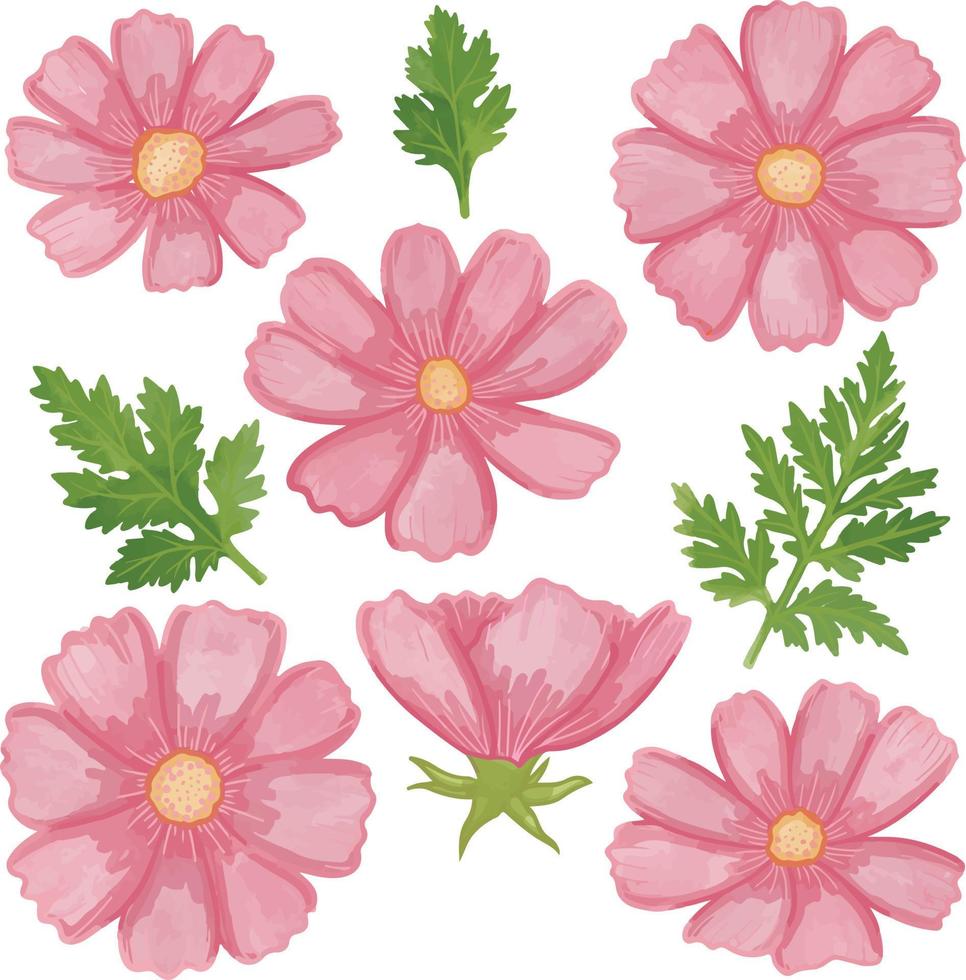 Set of Watercolor cosmos flower, Pink flora clipart vector