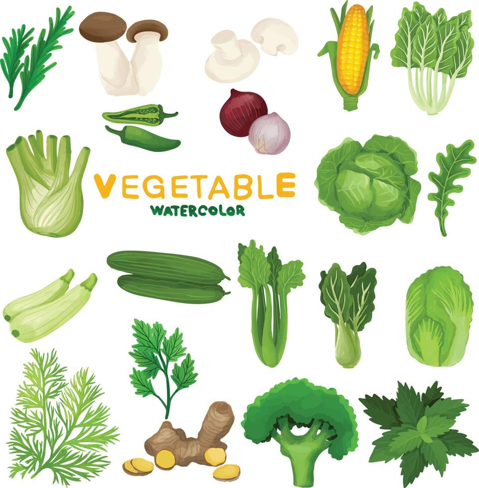 Set of Watercolor Fresh Vegetable clipart vector