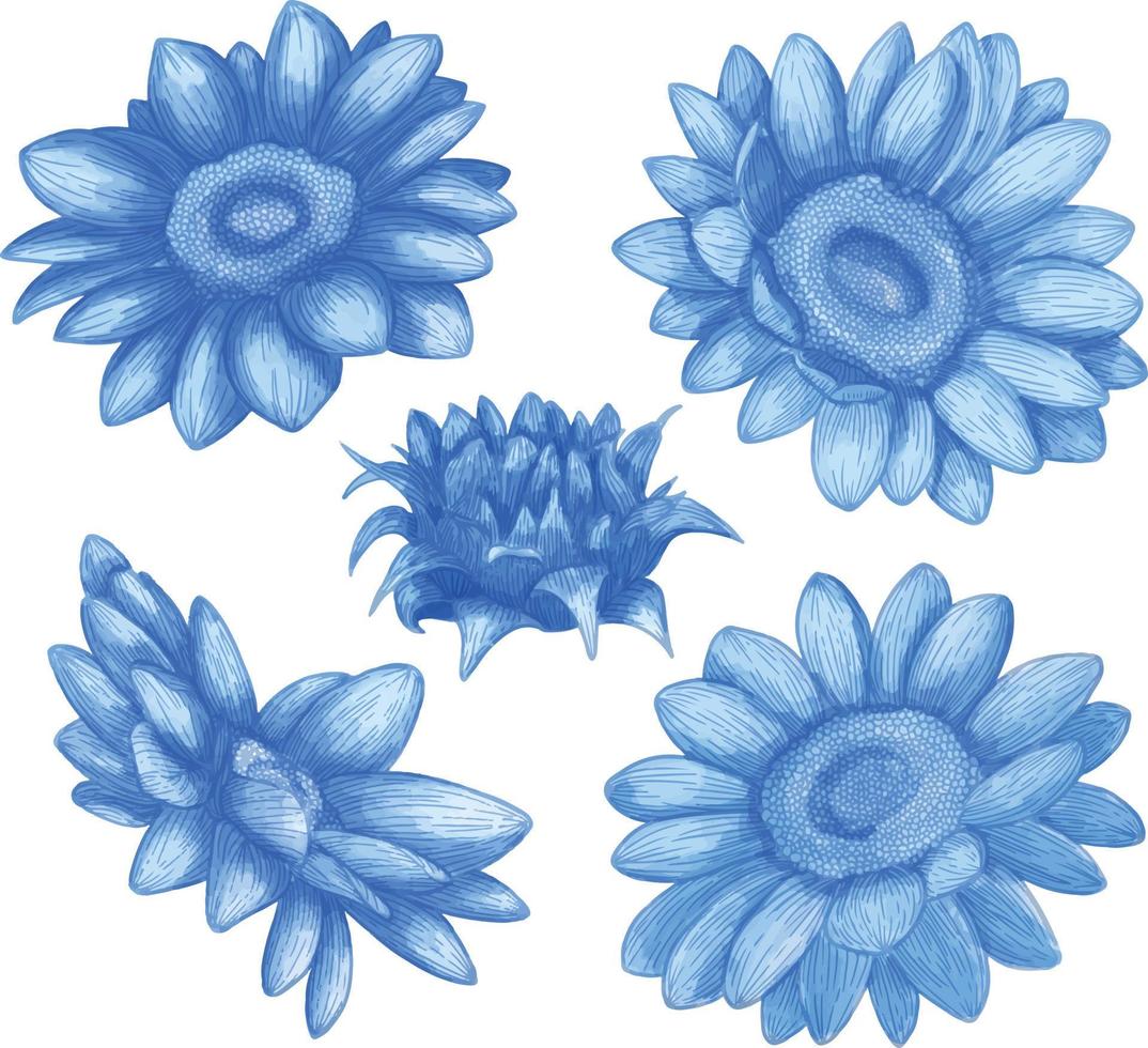Set of Watercolor flower, Blue flora clipart vector