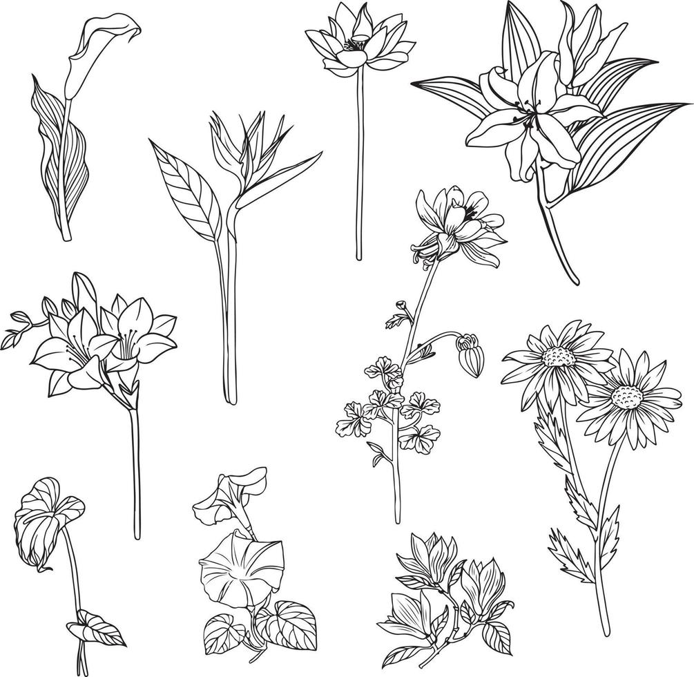 Set of Flower and leaf line art, flora clipart vector