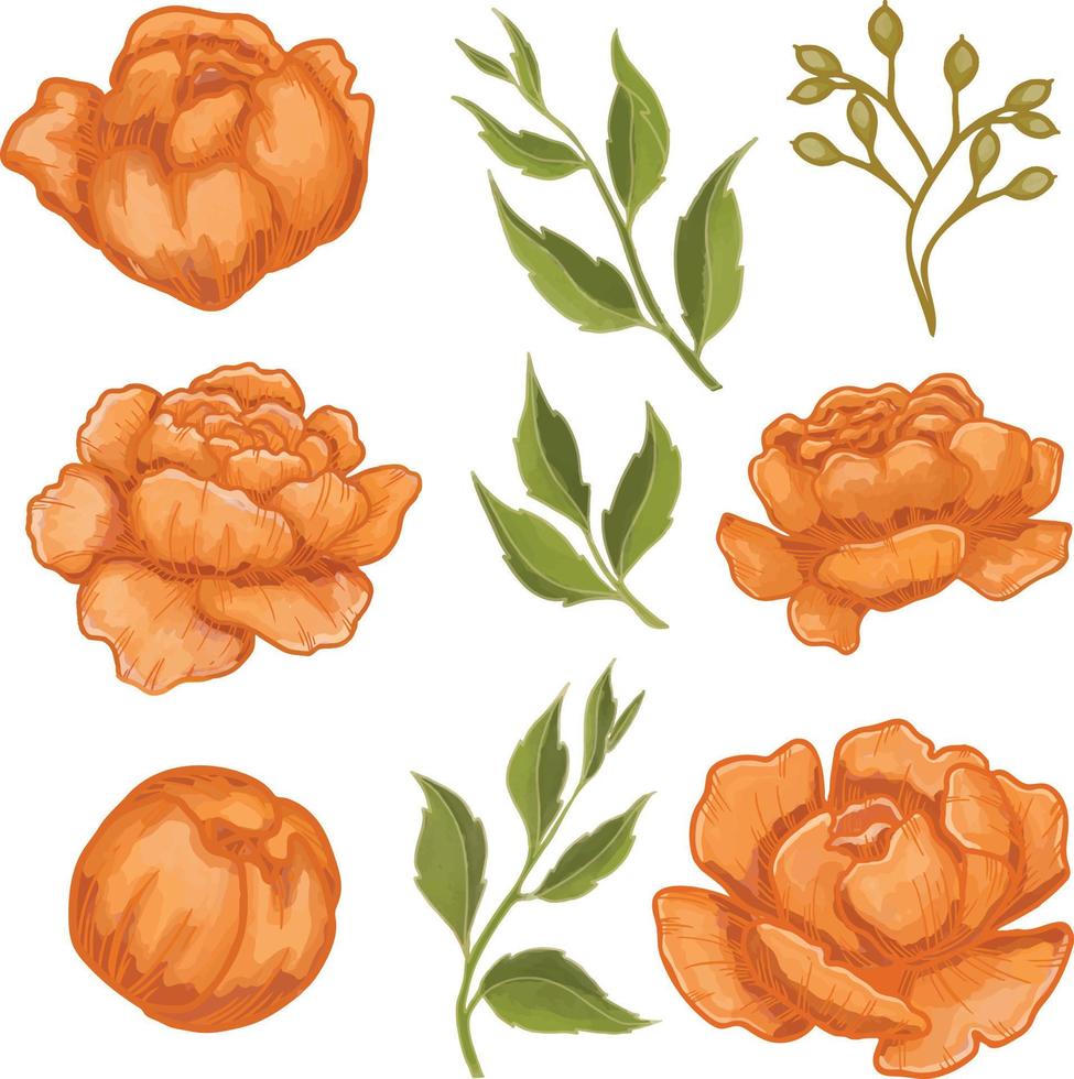 Set of Watercolor Peony flower, Orange flora clipart vector