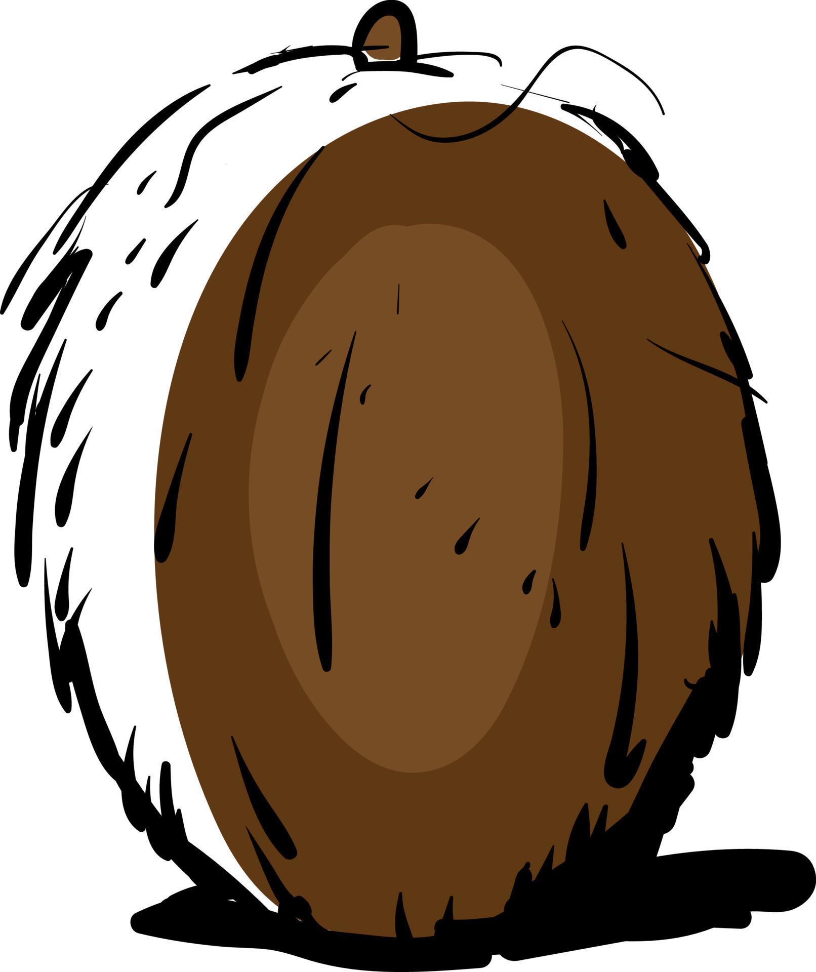 Coconut drawing, illustration, vector on white background. 13515776