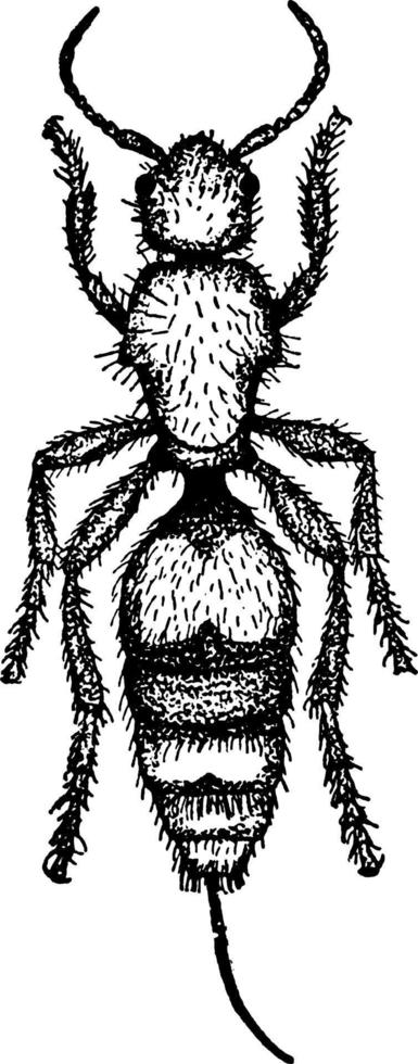 hormiga de terciopelo, ilustración vintage. vector