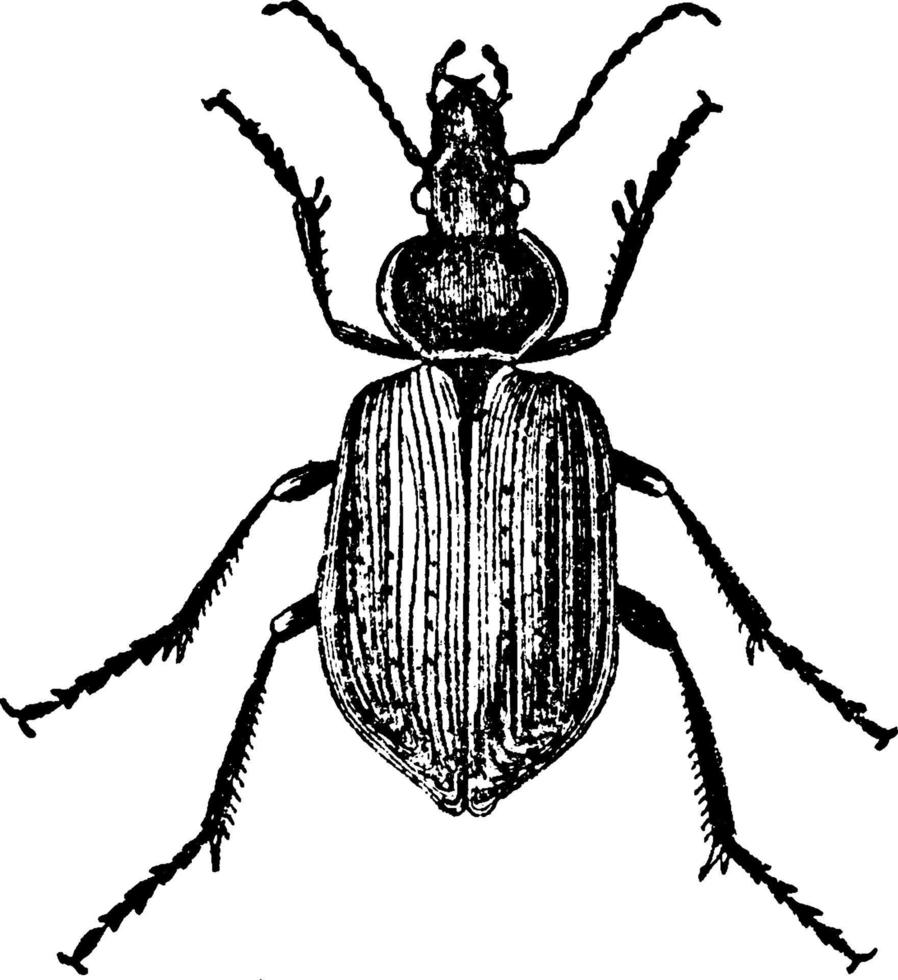 Ground Beetle, vintage illustration. vector