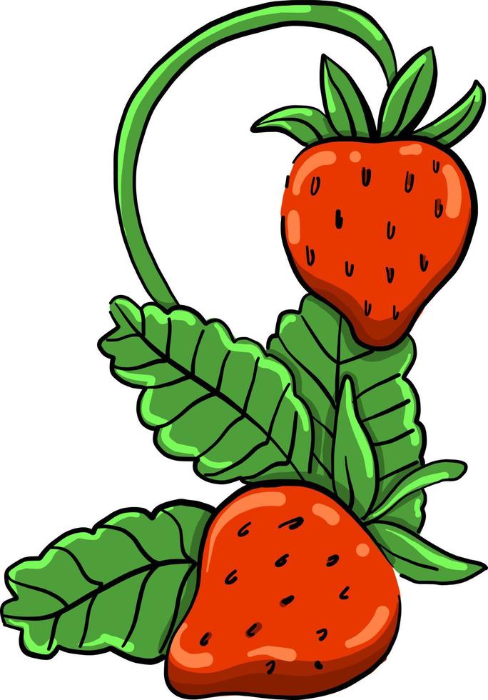 Fresh strawberries , illustration, vector on white background