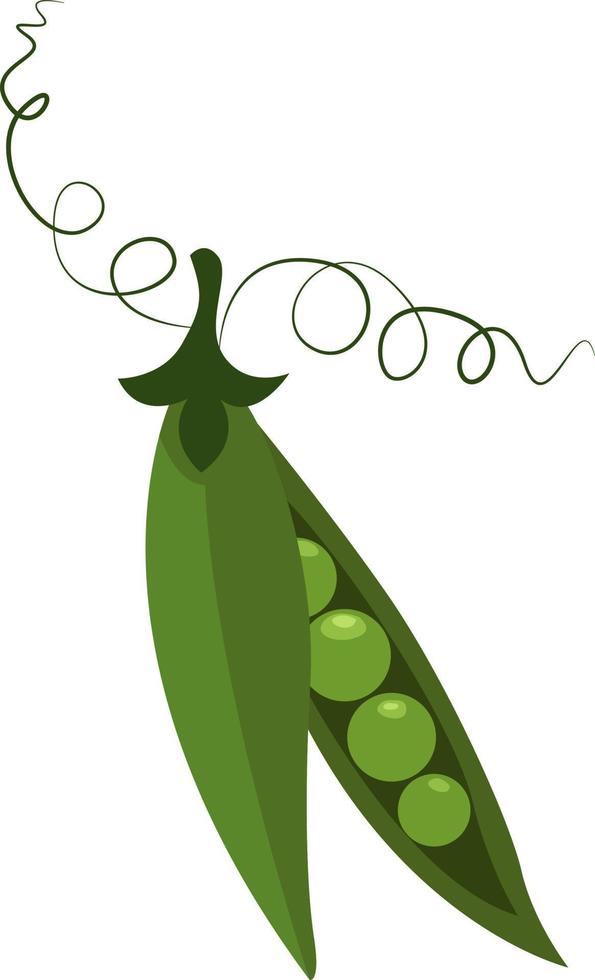 Green pea pod, illustration, vector on white background.