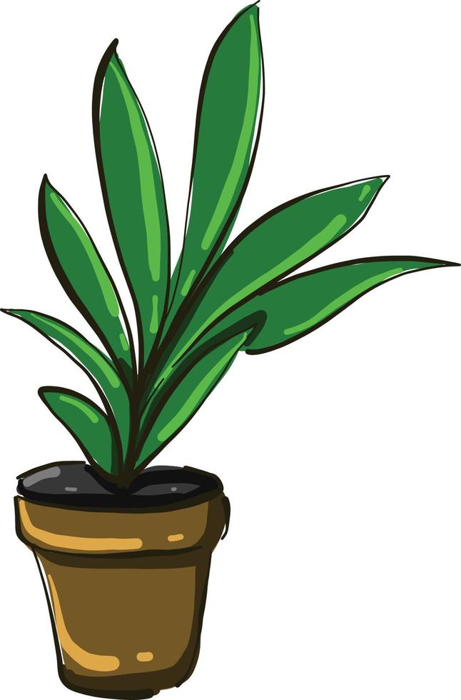 Green home plant, illustration, vector on white background.