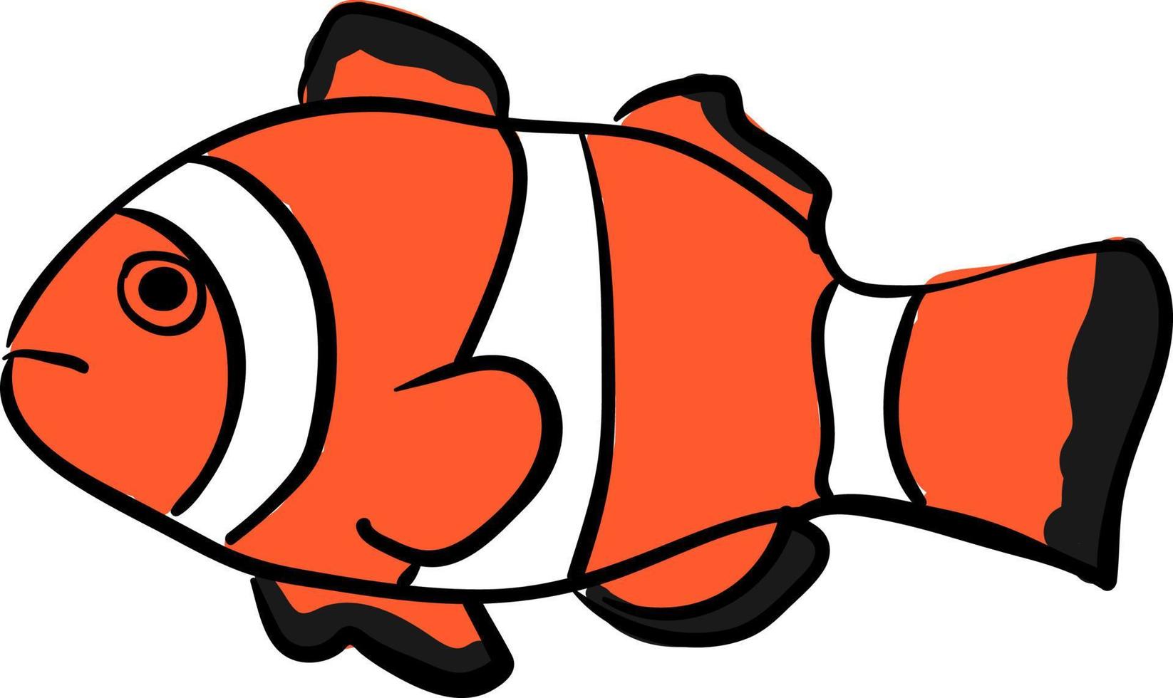 Clownfish, illustration, vector on white background.