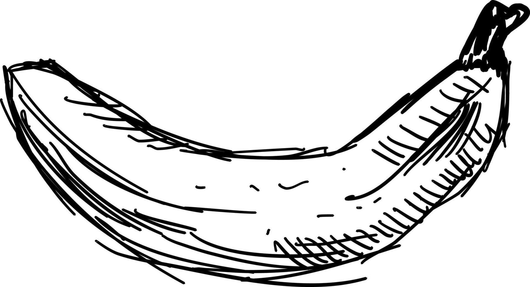 Banana drawing, illustration, vector on white background. 13516649