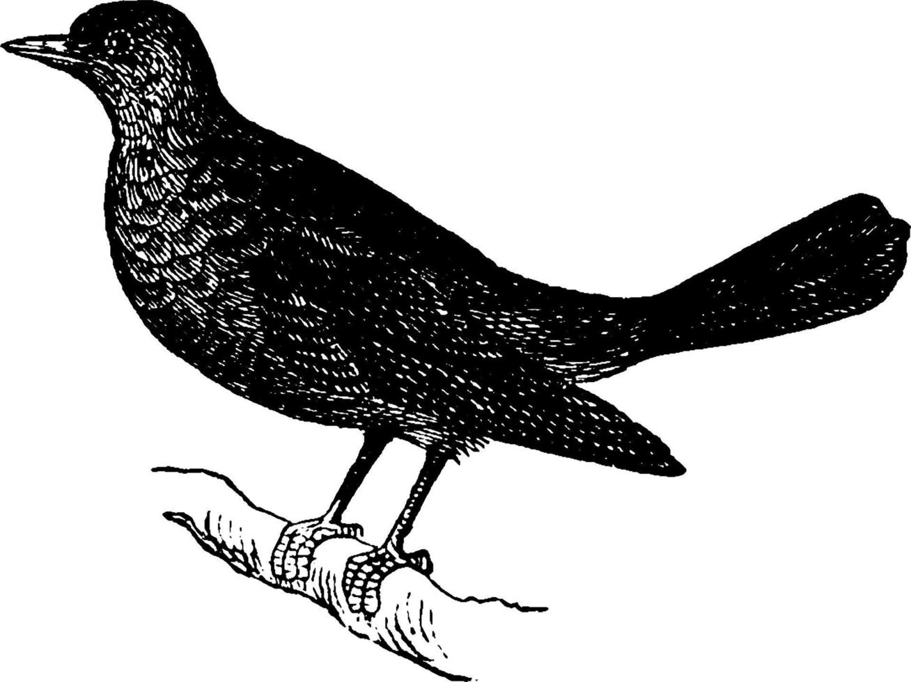 Nightingale, vintage illustration. vector