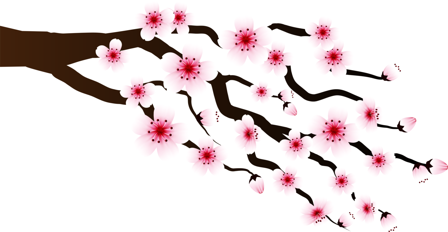 Cherry Blossom Flower Branch Cropout png