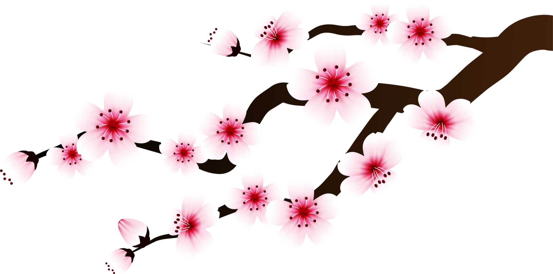 Free recorte de rama de flor de cerezo 13517155 PNG with Transparent  Background