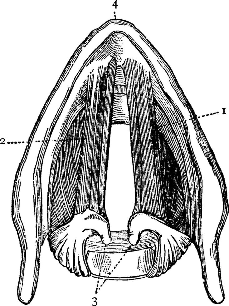 laringe, ilustración vintage. vector