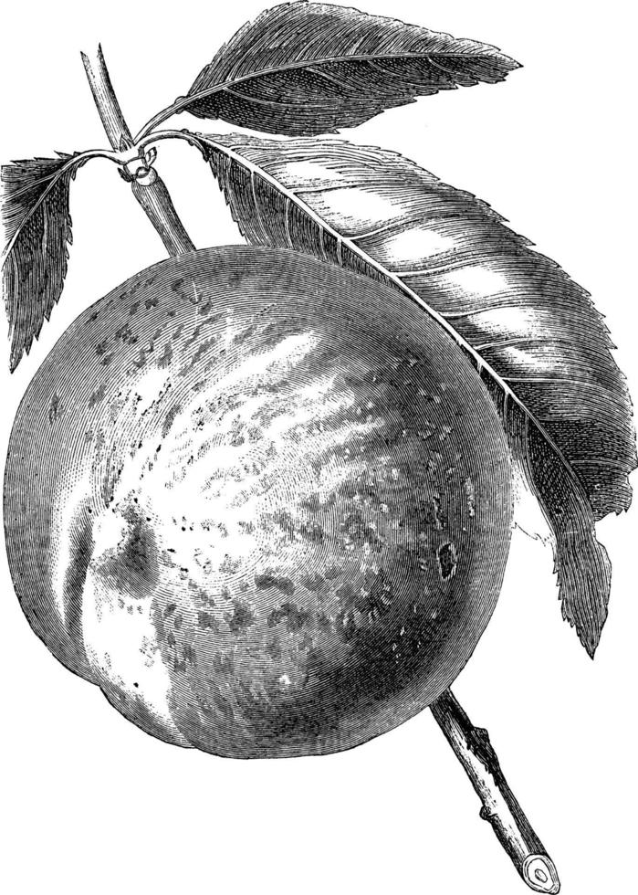 Late Admirable Peach vintage illustration. vector