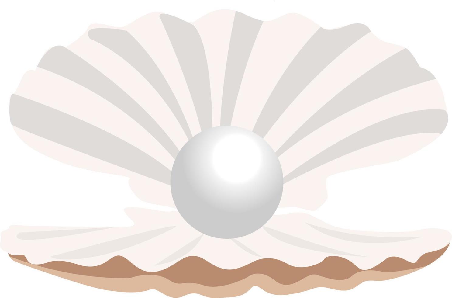 Seashell pearl, illustration, vector on white background