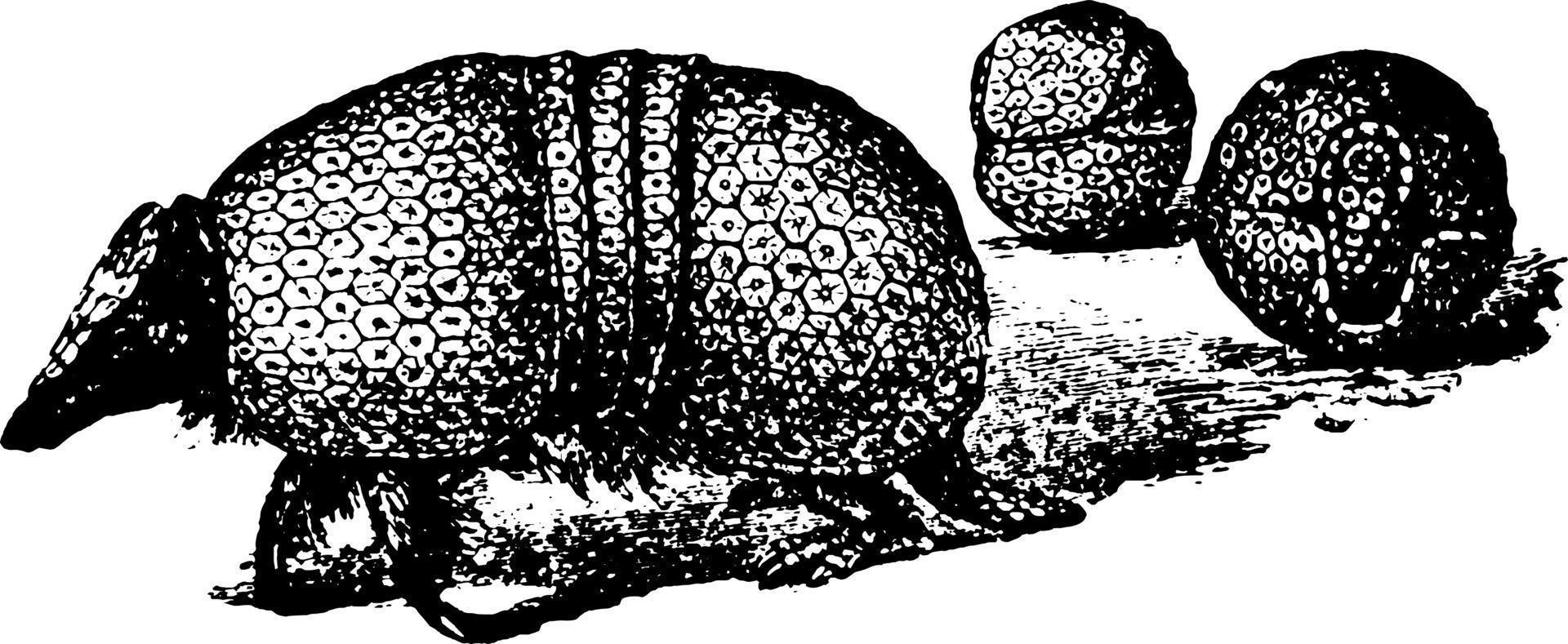 Armadillo, vintage illustration. vector