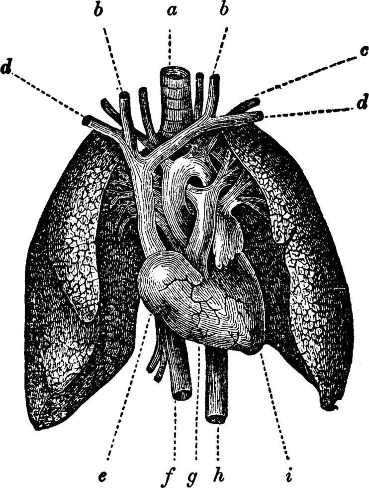 anatomía del corazón y los pulmones, ilustración antigua. vector