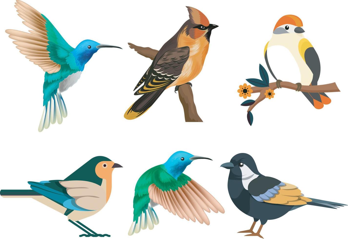 diferentes tipos de aves vector