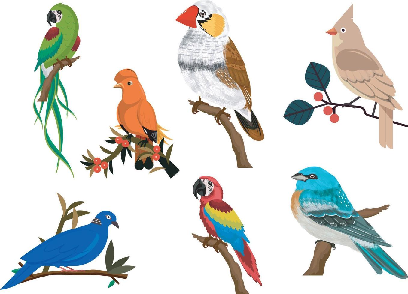 diferentes tipos de aves vector